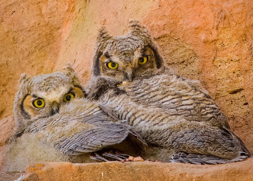 Great Horned Owl Chicks Photography Art | Elizabeth Fortney Photography