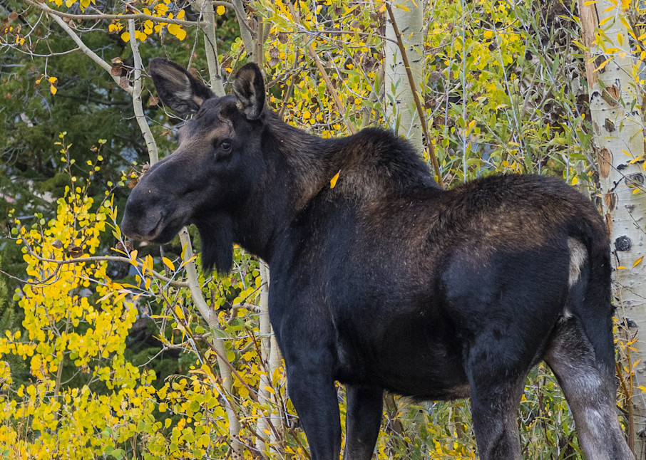 Moose In Fall Art | Leiken Photography