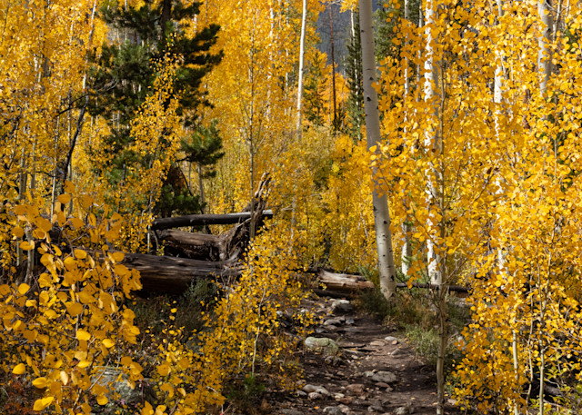 Aspen Trail 1 Art | Leiken Photography