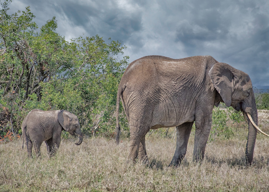 Mom And Baby Elephants   Kenya Photography Art | Elizabeth Fortney Photography