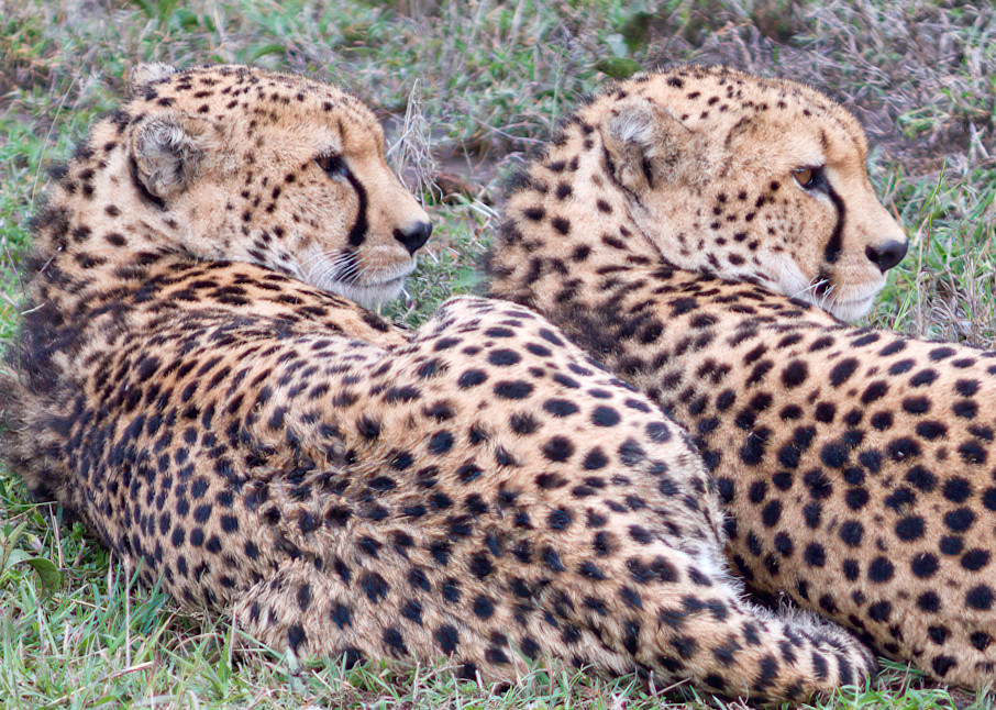 Twin Cheetahs   Kenya Photography Art | Elizabeth Fortney Photography