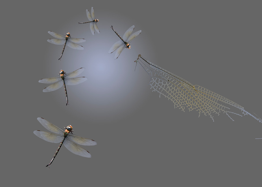 Dragonfly comp-2
