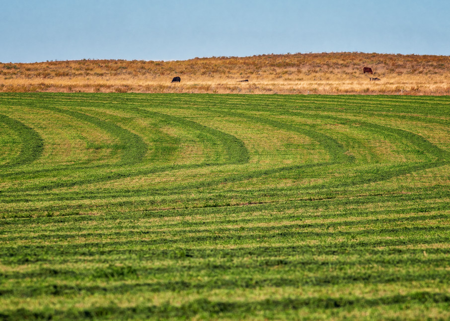 Alfalfa Abstract - Colorado farming fine-art photography prints