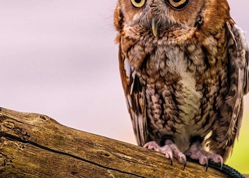 Small Owl Photography Art | Photoeye Inc