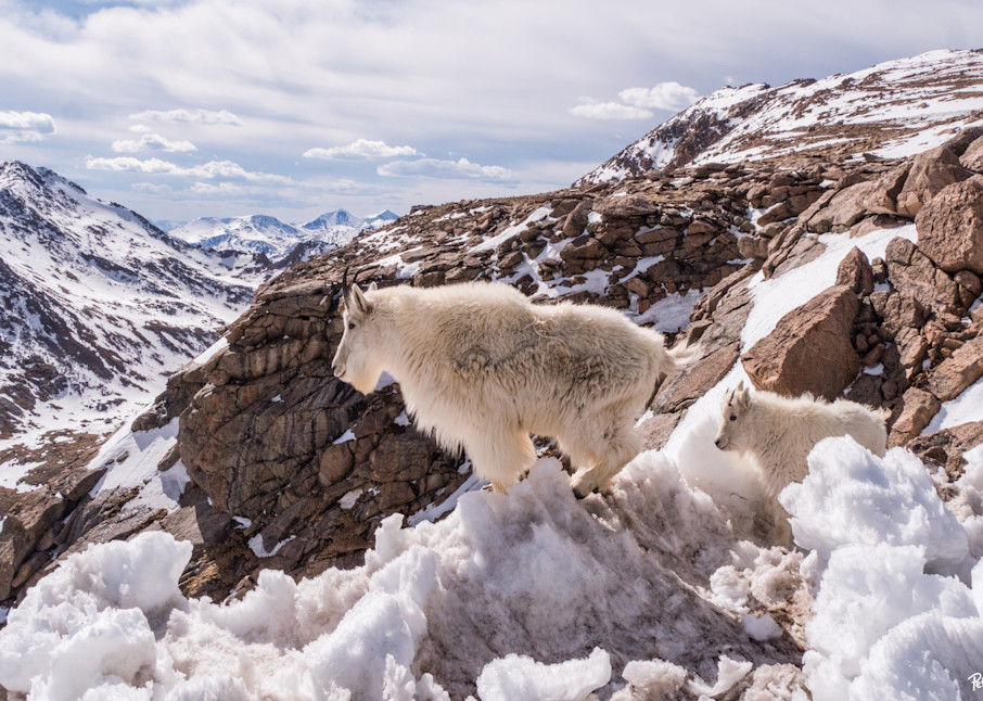 Mountain Goats Surveying The View Photography Art | Peter Batty Photography