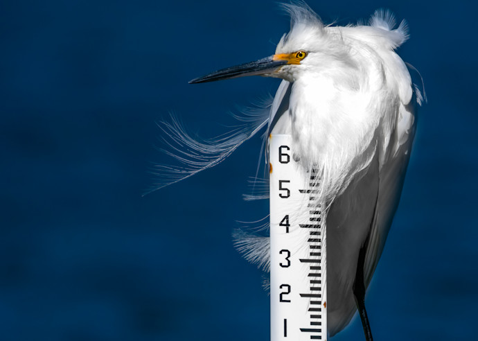 Snowy Egret On A Depth Measure Stick Art | Fab Art Gallery