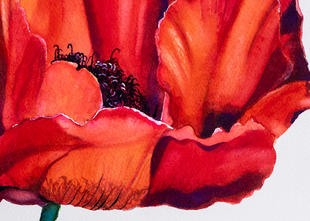 Big Poppy Art | Katherine Rodgers Fine Art