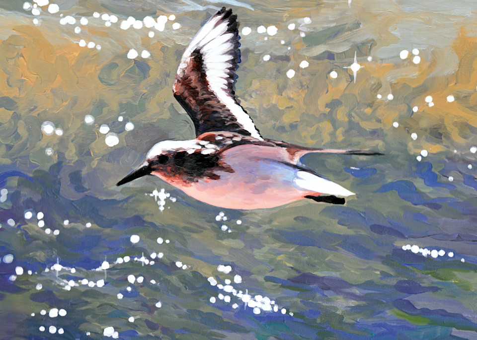 Sanderling in Flight Over Waves