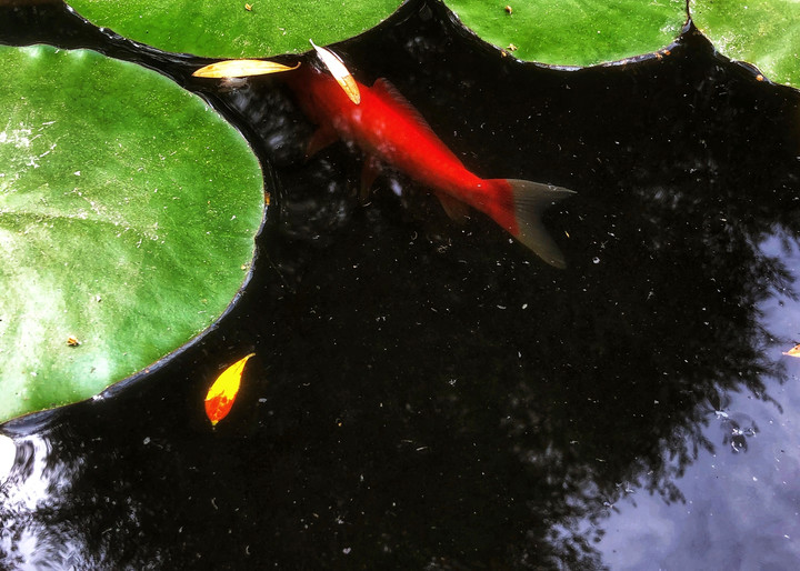 Fish Pond Koi Art | Jeanine Colini Design Art