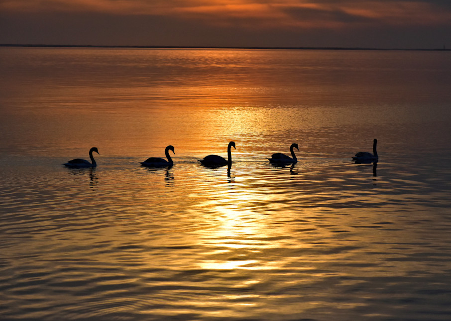 On Golden Swan