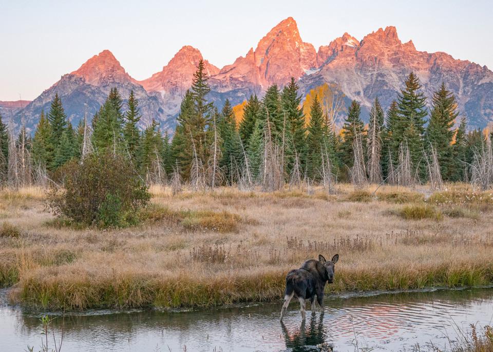 Ag Moose Calf And A View Art | Open Range Images