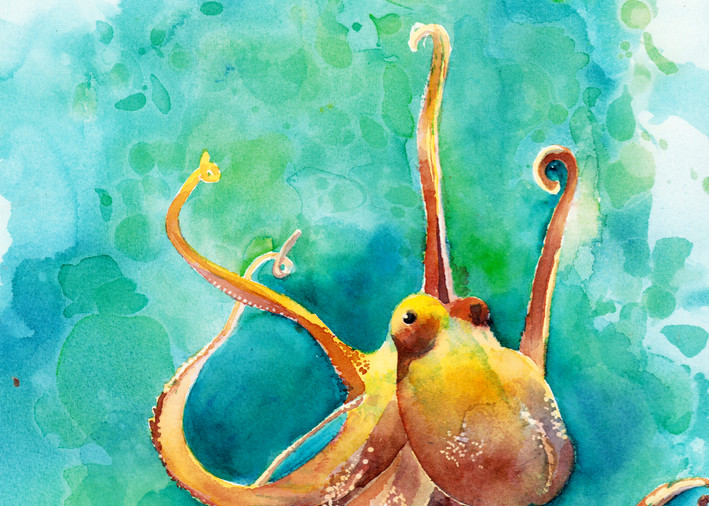 Octopus  Art | Jill Evans art + design
