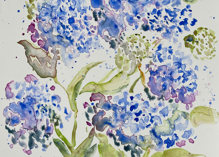 Hydrangeas Series 1 Art | Color Splash Ranch