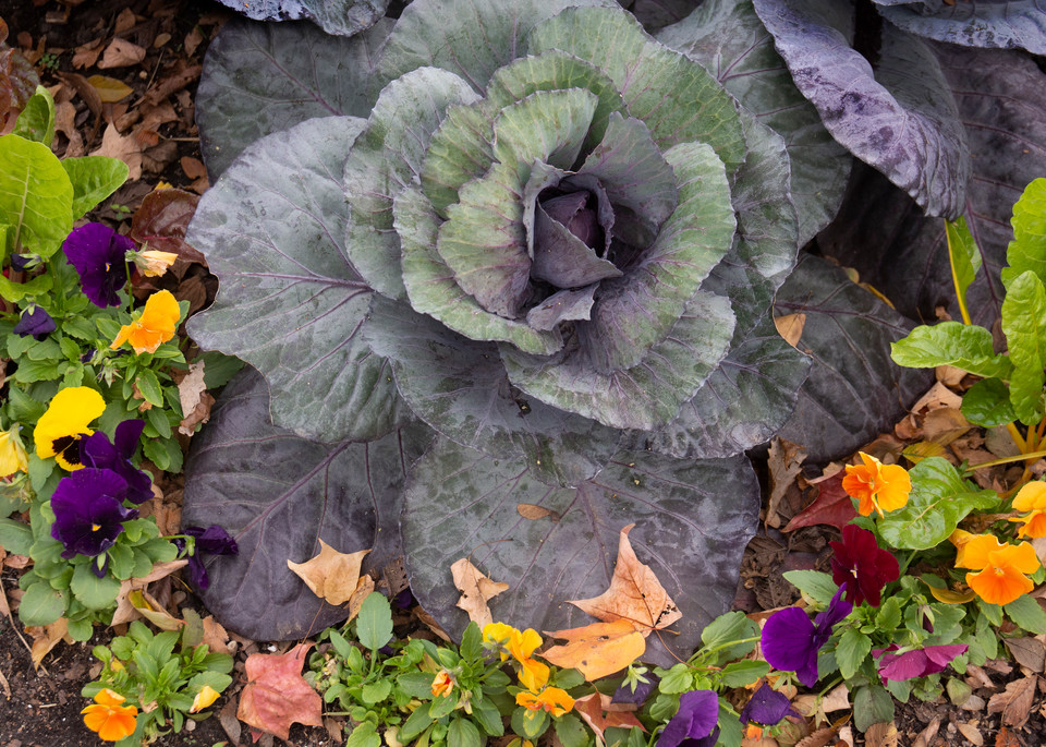 Autumn Lettuce/Merch Art | karenihirsch