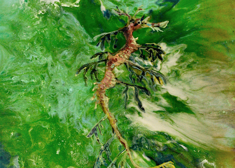 Leafy Sea Dragon Art | Sarah O'Connor Art