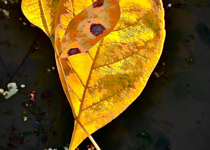 Remember fall with these three Yellow Leaves beautifully framed and ready to hang on your wall.