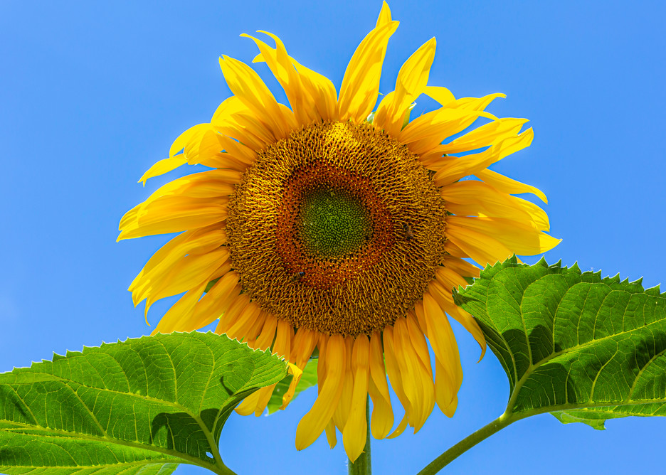 Sunflower Photo | Chris Tucker photography