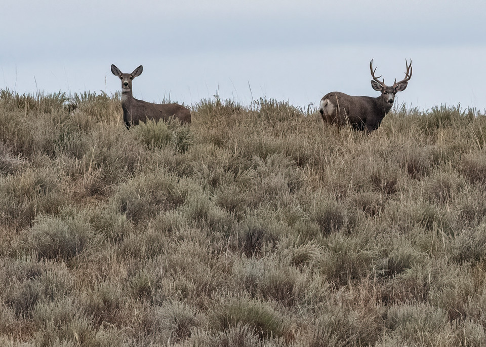 Ridge-line Mulies - Colorado wildlife photography