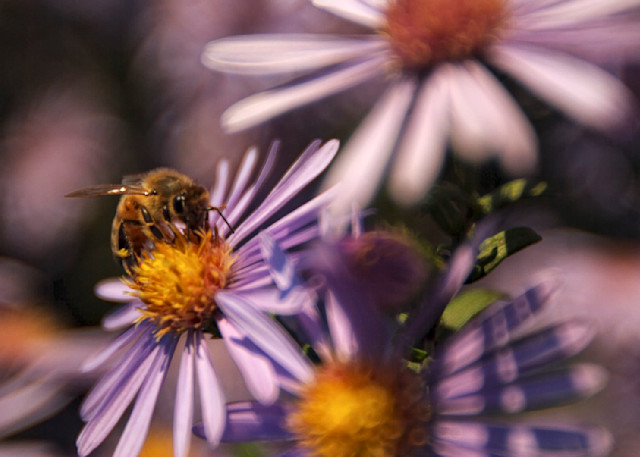 Bee Purple Photography Art | Kate Karwan Burgess