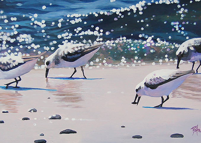 Four sanderling shorebirds on beach feeding with blue waves