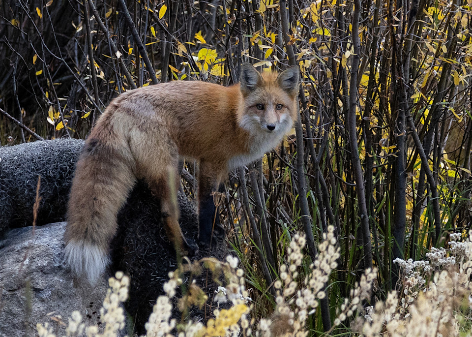 Looking Foxy Art | Leiken Photography