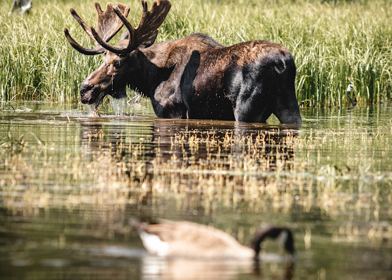 Moose And A Goose Photography Art | lawrencemansell