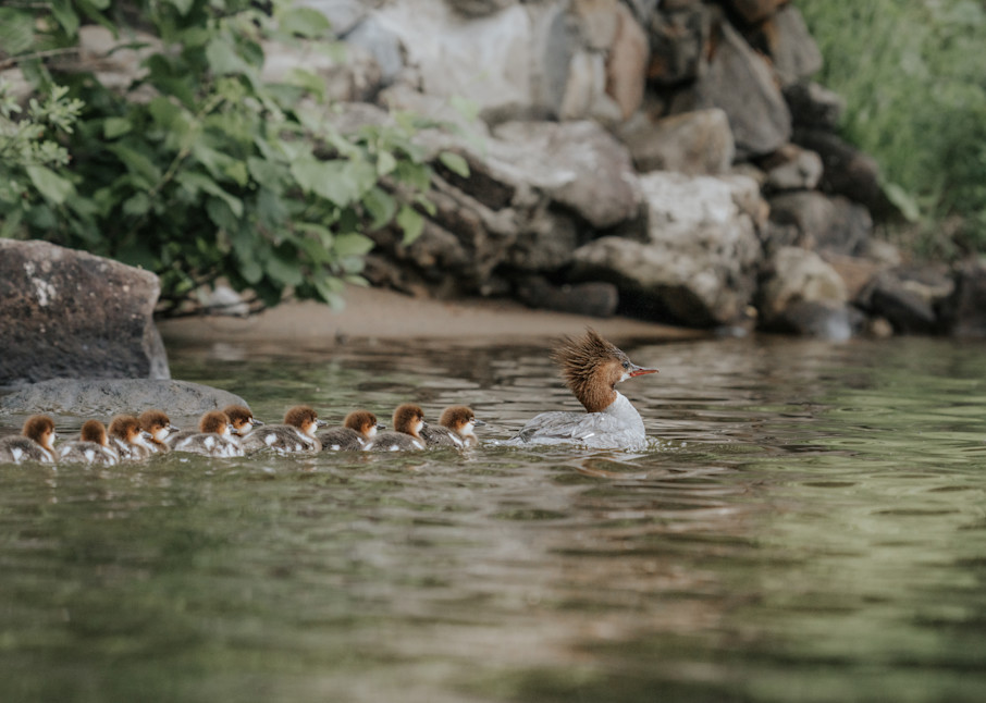 The Duck Family Art | TG Photo