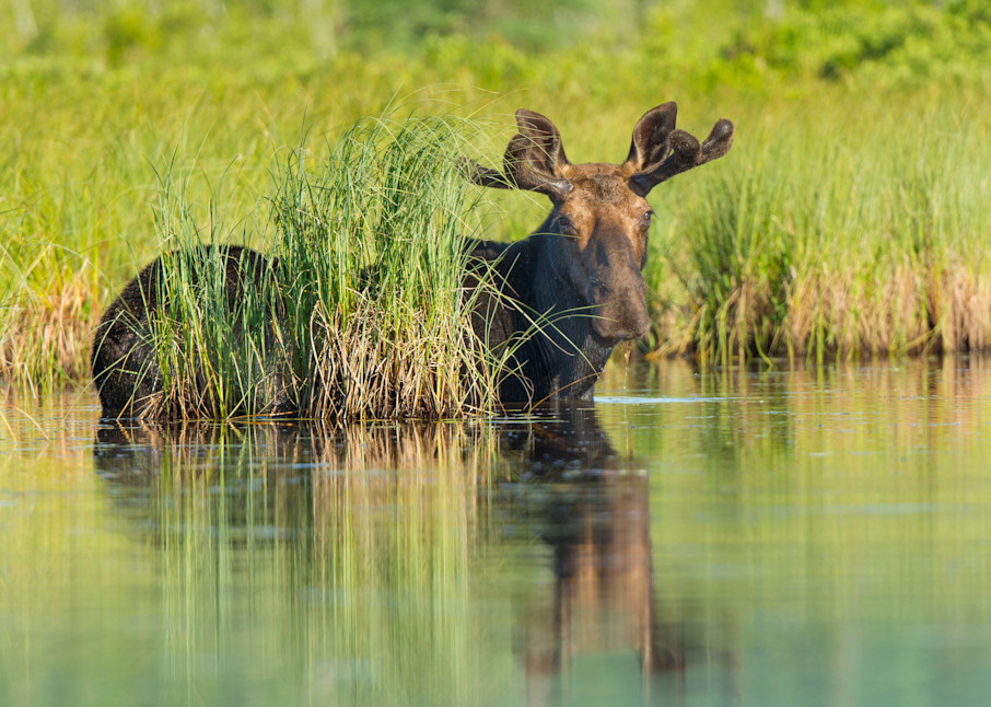 Bull Moose Hiding Behind Grass Photography Art | http://www.mooseprintsgallery.com