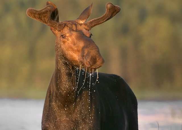 Young Bull Moose At Last Light Photography Art | http://www.mooseprintsgallery.com