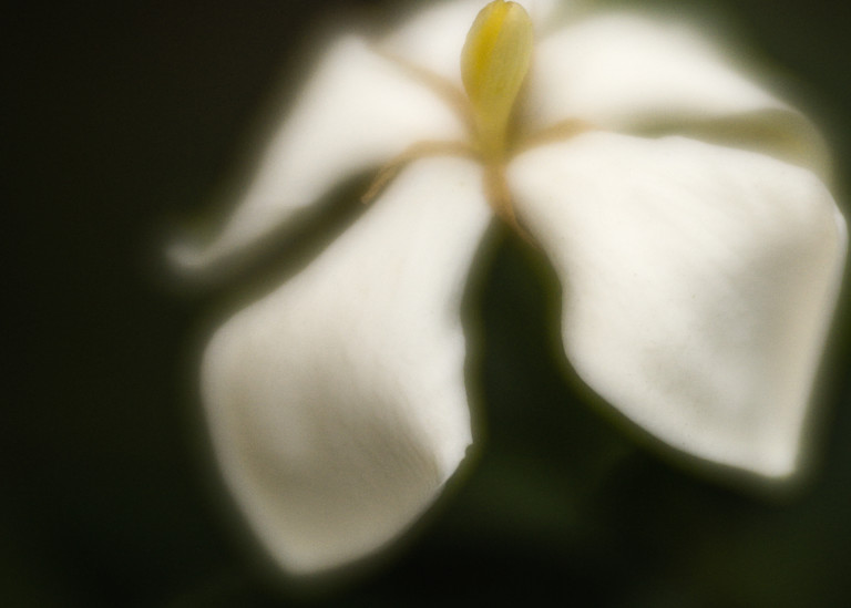 Fine-art print of a softy draped cream gardenia flower