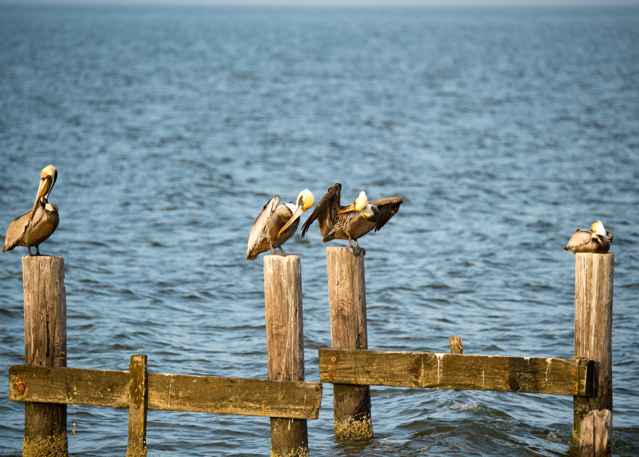 Pro Photo Va Dauphin Island Estuary 6 Photography Art | Professional Photography of VA LLC