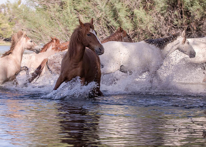 Horses running out of Salt River
