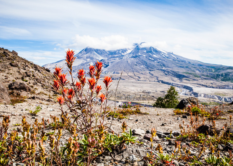 Wildflowers and Mount St. Helens in Mount St. Helens National Volcanic Monument, Washington, USA.