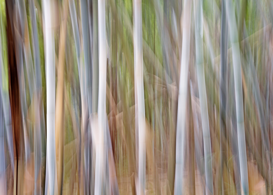 Intentional camera movement of a bamboo grove in Guilin, China. 