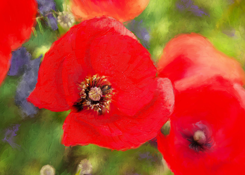 Poppies Art | Rick Peterson Studio