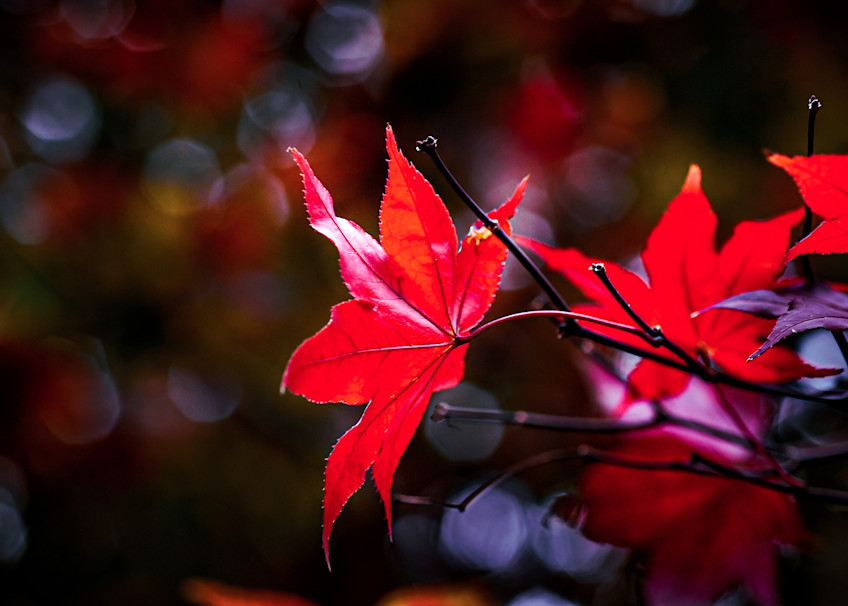 Blushing Leaves (120th 2744 Photos Top 10%) Photography Art | John's Photos