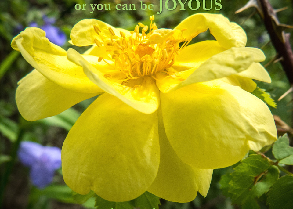 Flowers, a Yellow Rose & Joy 7 