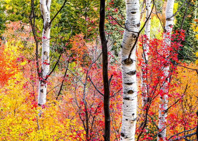 Fall In The Aspens Photography Art | Mind Works Images