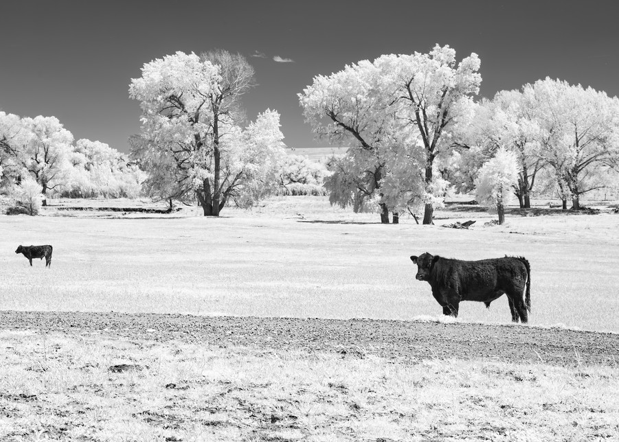 Cows In Church Field Photography Art | Kathleen Messmer Photography