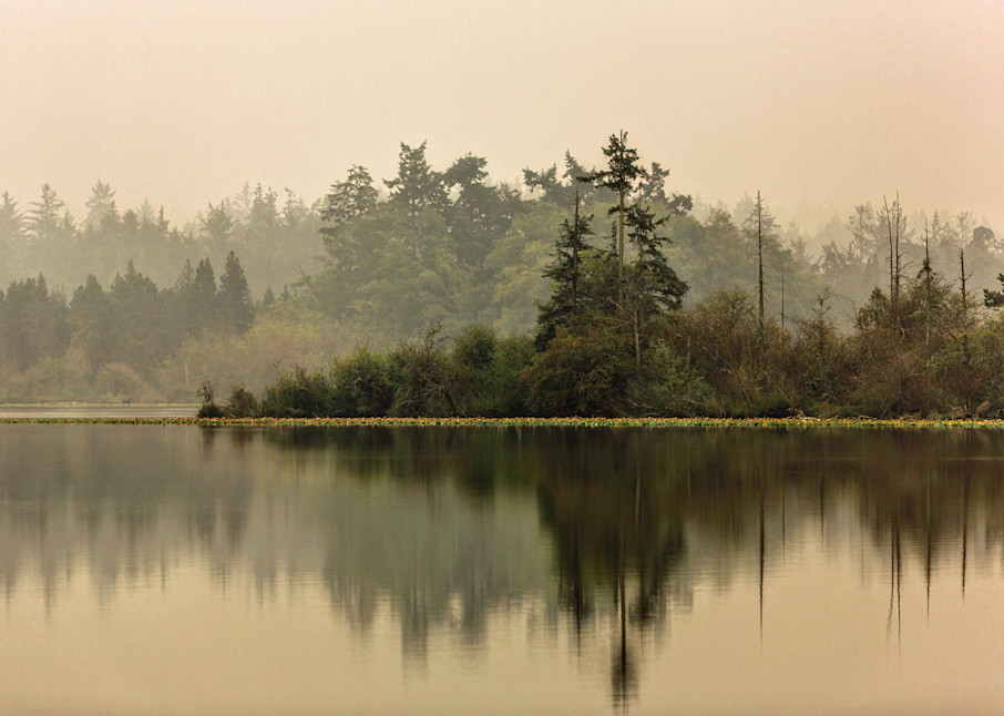A serene and reflective forest at Deception Pass Park in Washington fine art photograph for forest home decor by photographer California Allison Davis