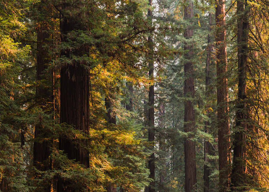 Fine art Landscape photograph of the northern california forests on the west coast by photographer Allison Davis