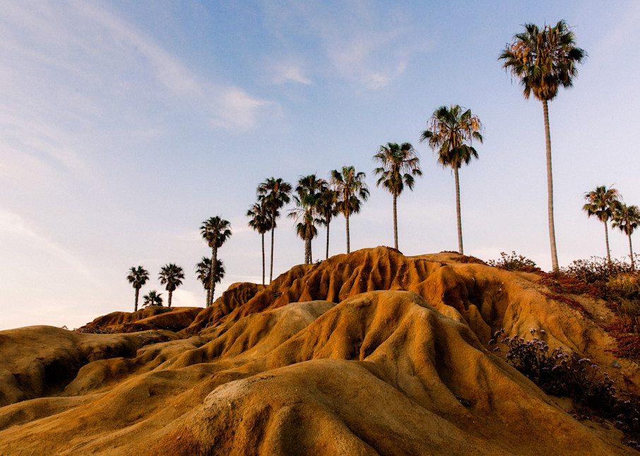 Horizontal Fine Art landscape photograph of the Palm trees at Sunset Cliffs in Point Loma and Ocean Beach San Diego by Allison Davis
