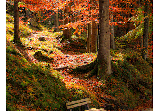 Autumn Collection II  - Calendars | Fine Art Photography by Daniel Rea