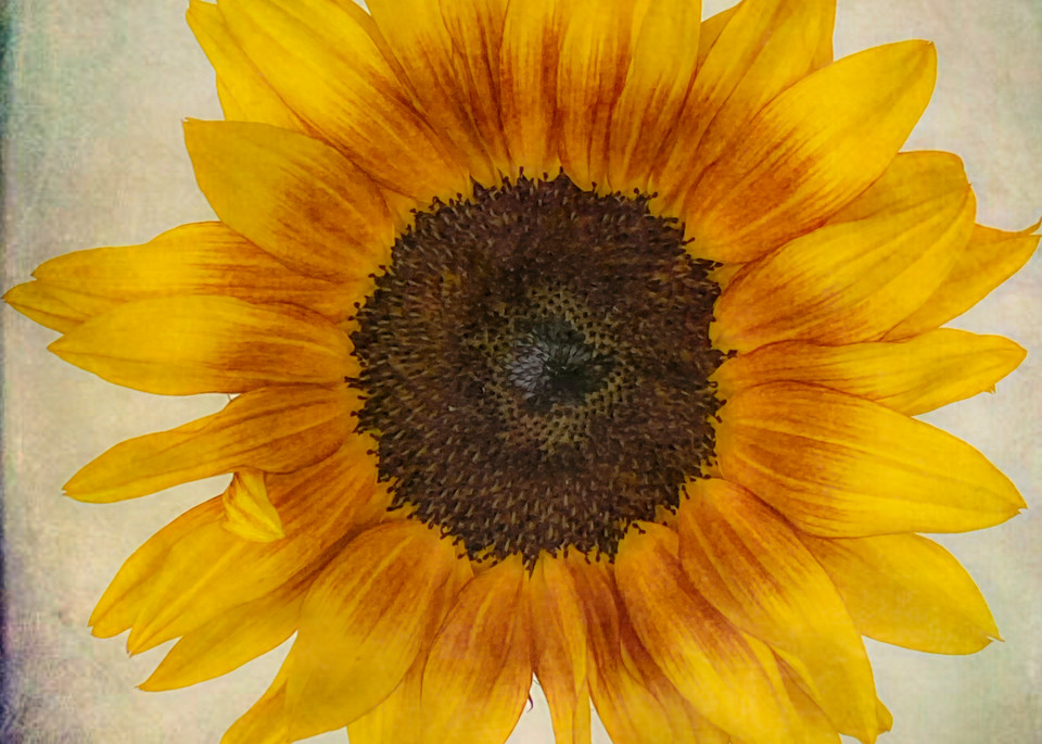 Lonely Sunflower Photography Art | BPB Photography