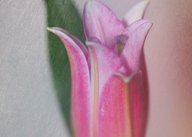 Pink Lily Photography Art | BPB Photography