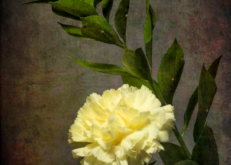 Yellow Carnation Photography Art | BPB Photography