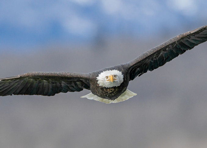 An Eagles Wings Art | Alaska Wild Bear Photography