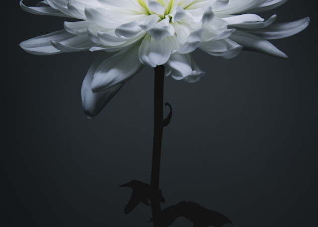 Chrysanthemum V1 Photography Art | Ralph Palumbo