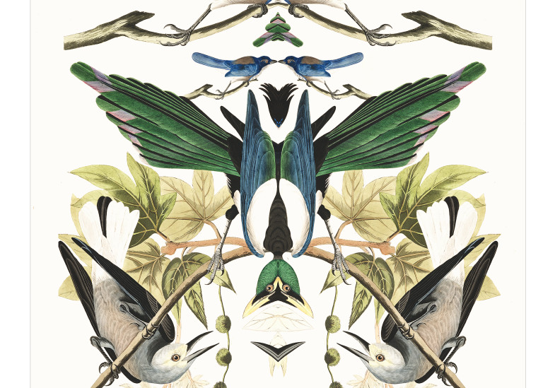 Audubon Redux Plate 362 Art | Douglas D, Prince
