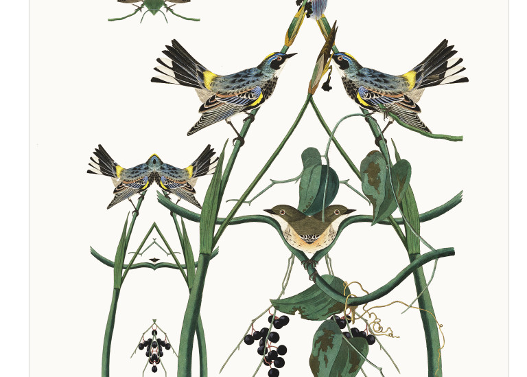 Audubon Redux Plate 153 Art | Douglas D, Prince